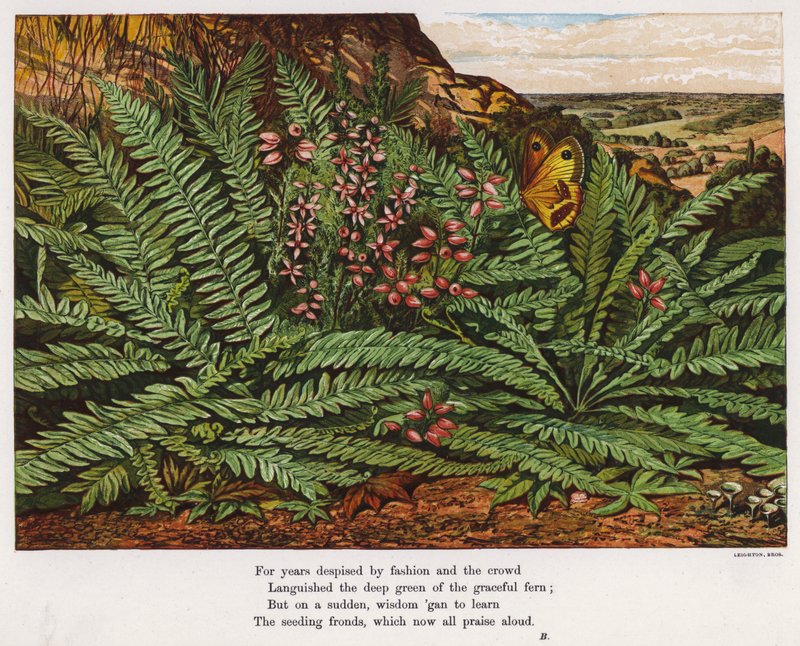 Butterfly and ferns by English School