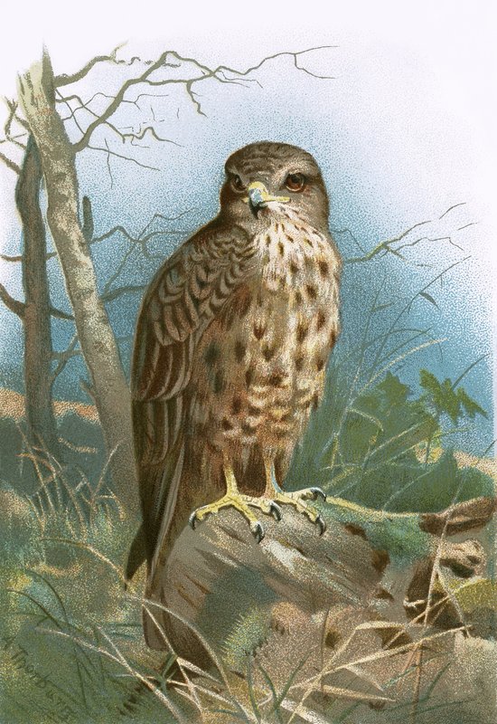 Buzzard by English School