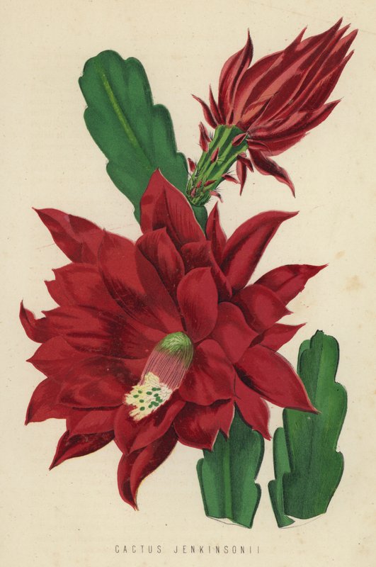 Cactus Jenkinsonii by English School