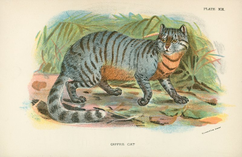 Caffre Cat by English School