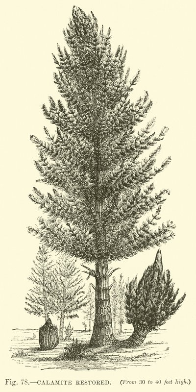 Calamite Restored by English School