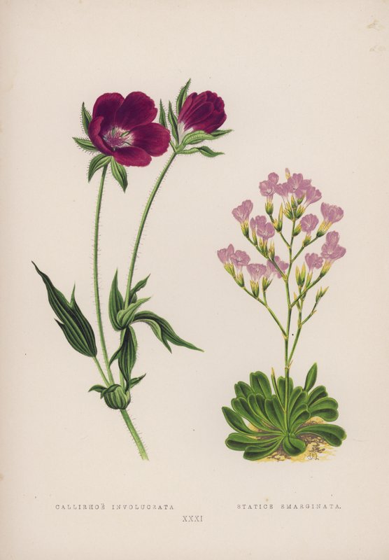 Callirhoe Involucrata; Statice Emarginata by English School