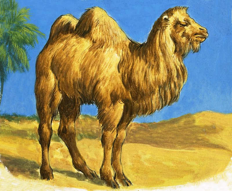 Camel by English School