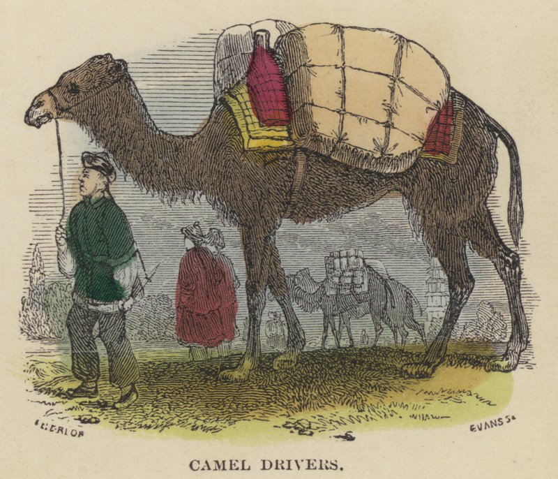 Camel Drivers by English School