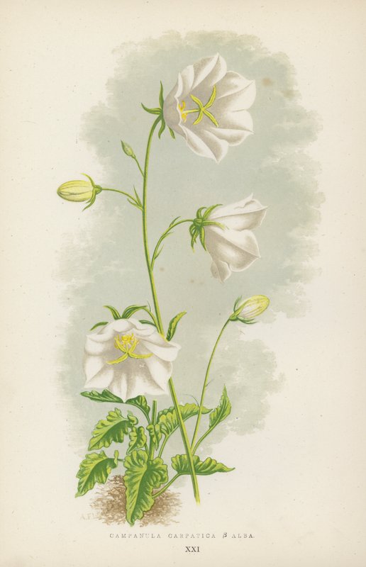 Campanula Carpatica B Alba by English School