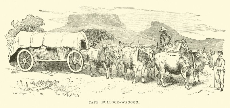 Cape Bullock-Wagon by English School
