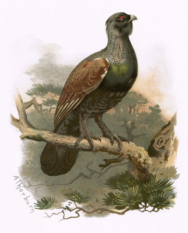 Capercailzie by English School