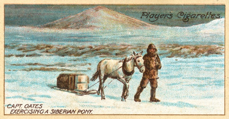 Captain Oates Exercising a Siberian Pony by English School