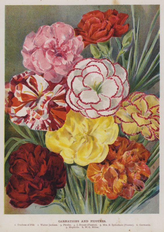 Carnations and Picotees by English School