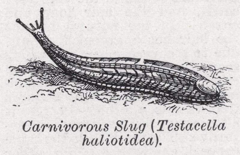 Carnivorous slug, Testacella haliotidea by English School