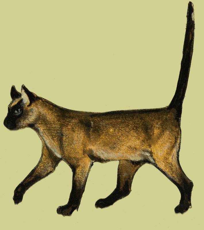 Cat by English School