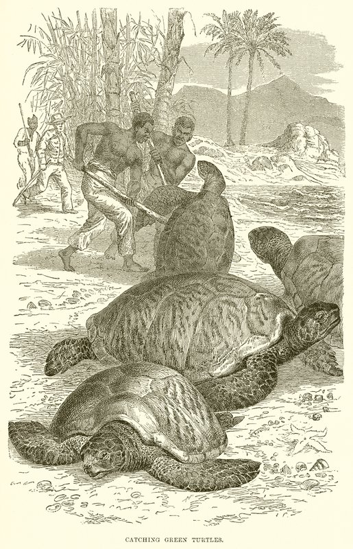 Catching Green Turtles by English School