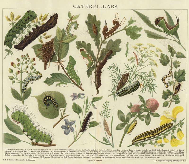 Caterpillars by English School