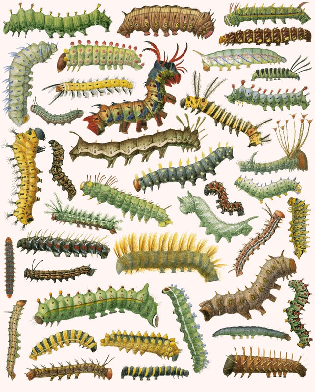 Caterpillars by English School
