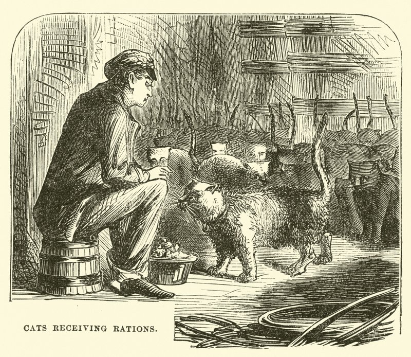 Cats Receiving Rations by English School