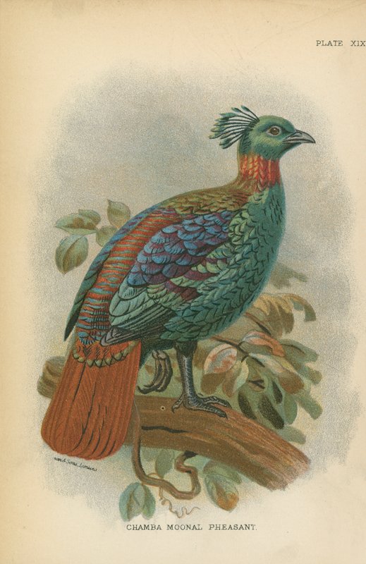 Chamba Moonal Pheasant by English School