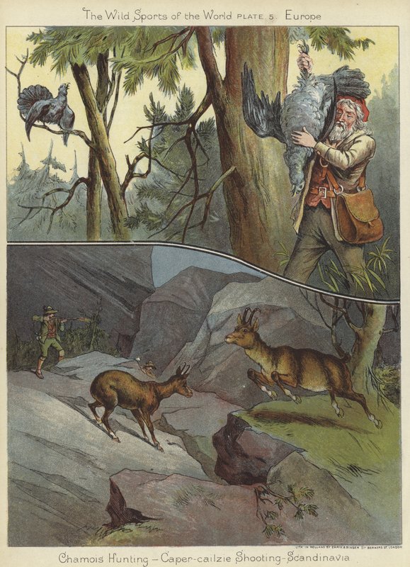 Chamois Hunting and Caper-Cailzie Shooting by English School