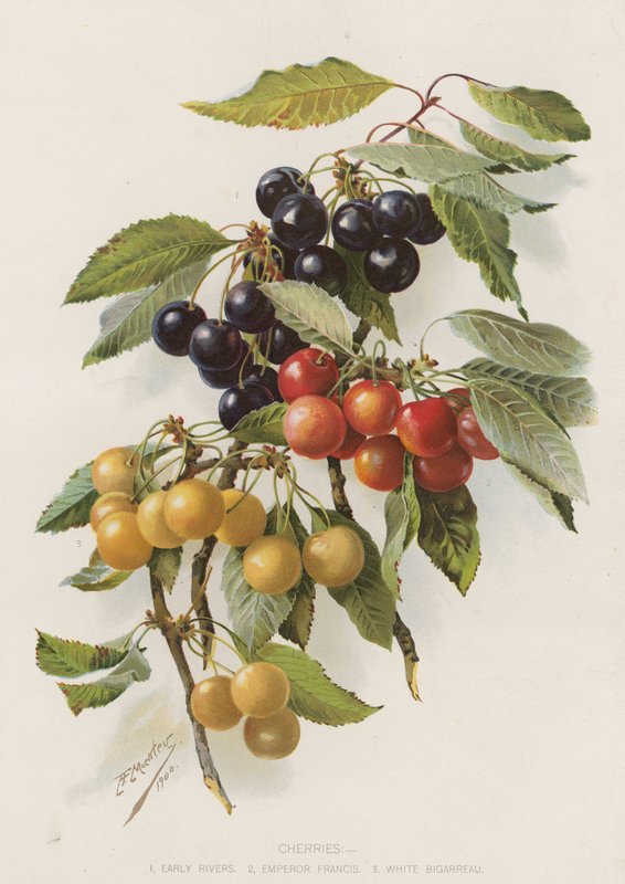 Cherries by English School