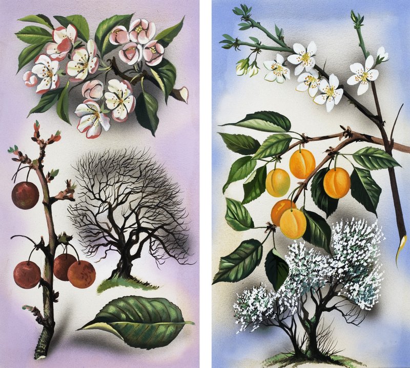 Cherry and Apricot trees by English School