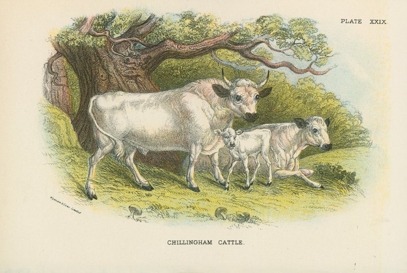 Chillingham Cattle by English School