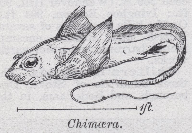 Chimaera by English School