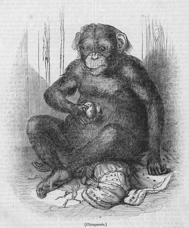 Chimpanzee by English School