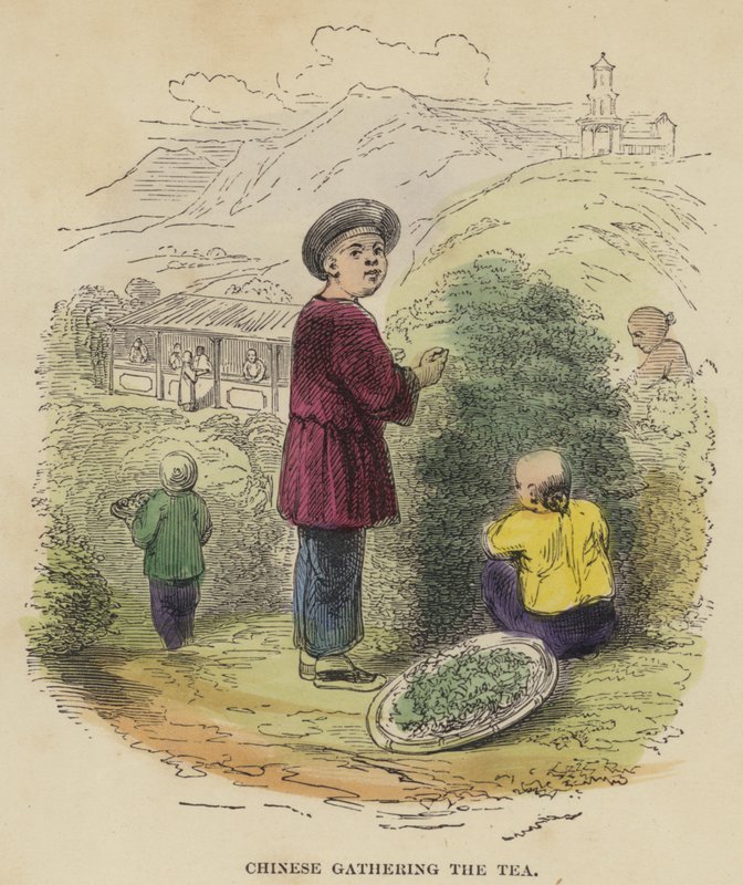 Chinese gathering the Tea by English School