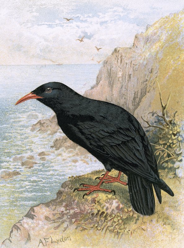 Chough by English School