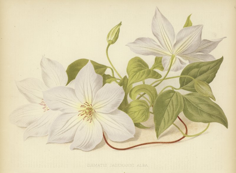 Clematis Jackmanni Alba by English School