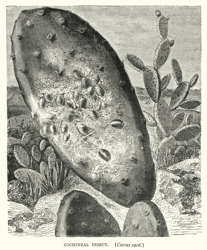 Cochineal Insect, Coccus Cacti (Engraving) by English School