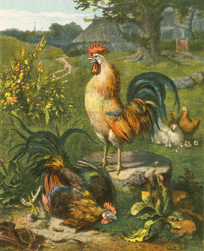 Cock, the Victor by English School
