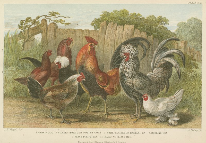 Cocks and hens by English School