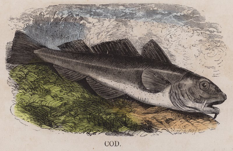 Cod by English School