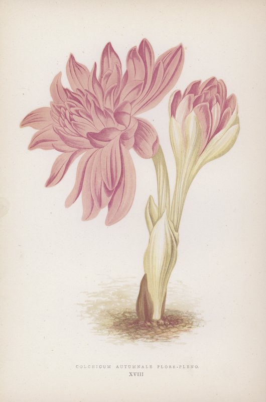 Colchicum Autumnale Flore-pleno by English School