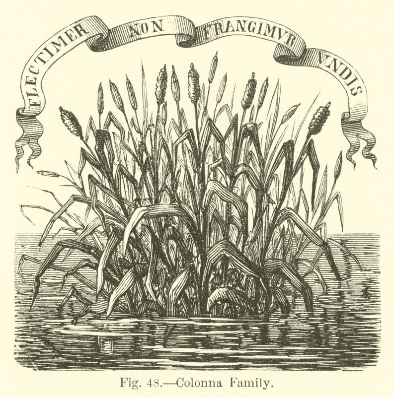 Colonna Family by English School