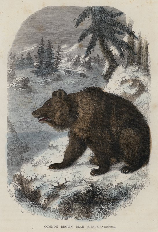 Common Brown Bear, Ursus Arctos by English School