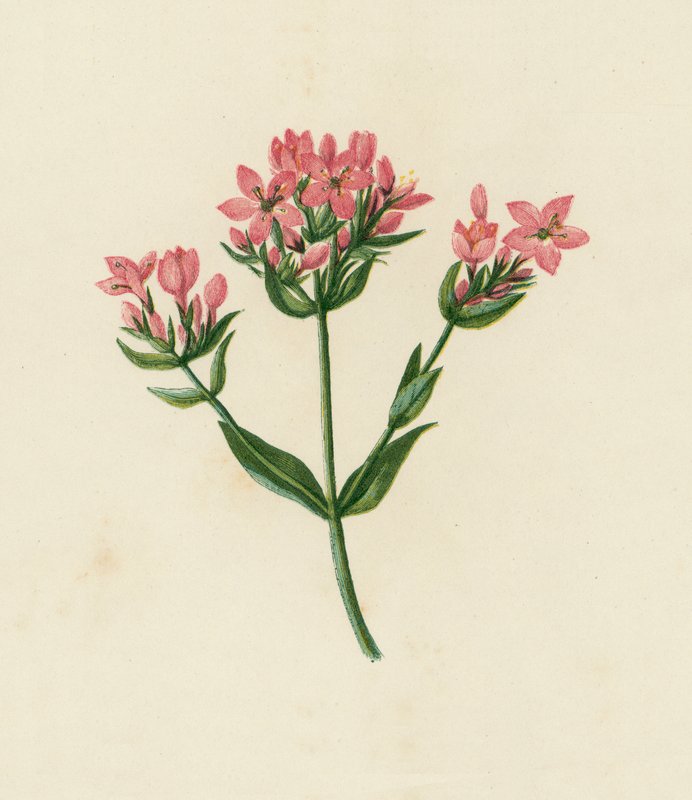 Common Centaury, Erythraea Centaurium by English School