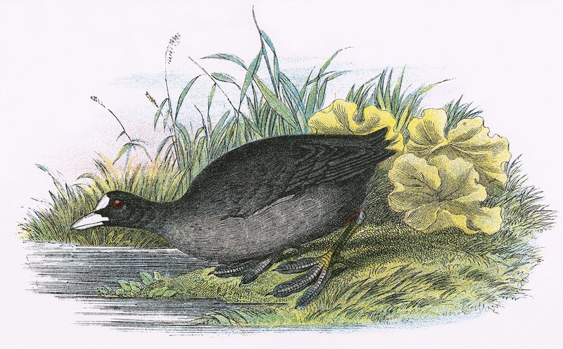 Common Coot by English School