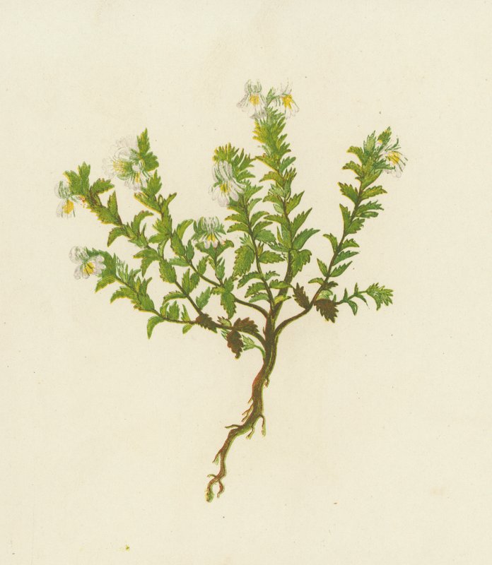 Common Eyebright, Euphrasia Officinalis by English School