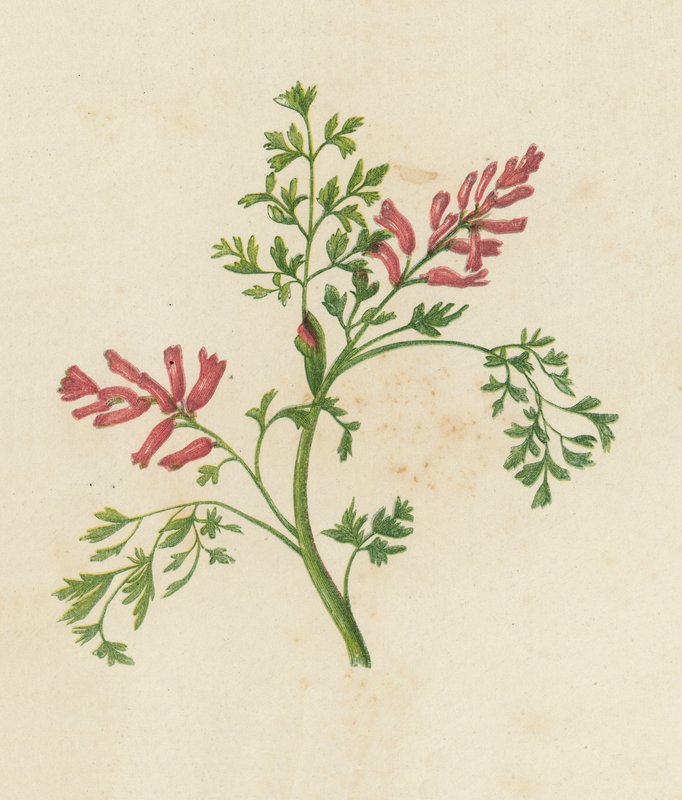 Common Fumitory, Fumaria Officinalis by English School