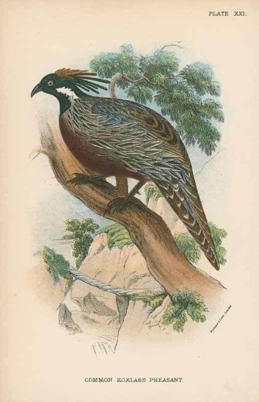 Common Koklass Pheasant by English School
