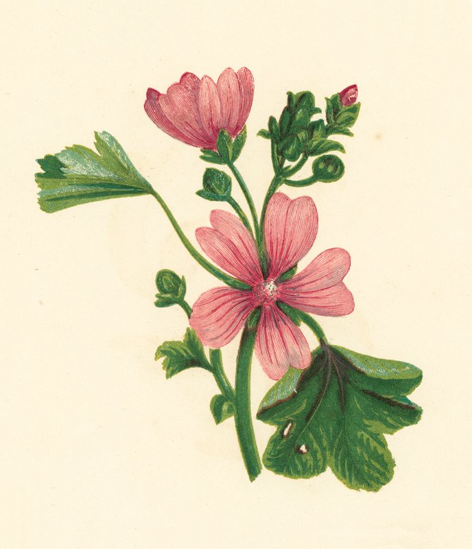 Common Mallow, Malva Sylvestris by English School