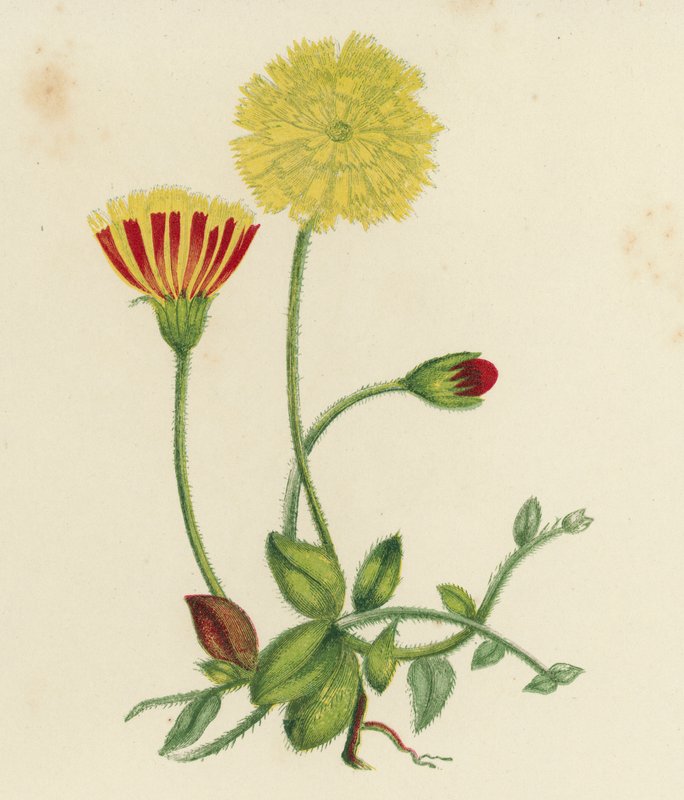 Common Mouse-Ear Hawkweed, Hieracium Pilosella by English School
