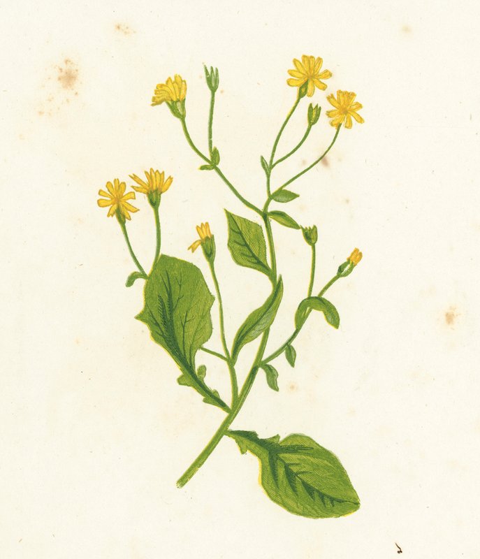 Common Nipple-Wort, Lapsana Communis by English School