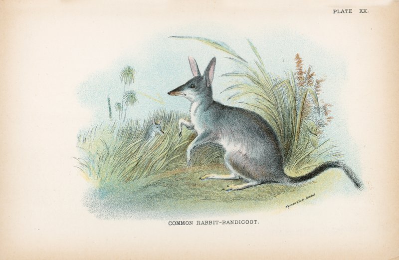 Common Rabbit-Bandicoot by English School