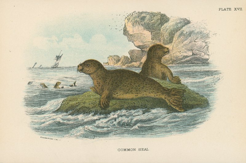 Common Seal by English School