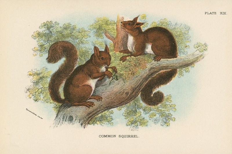 Common Squirrel by English School