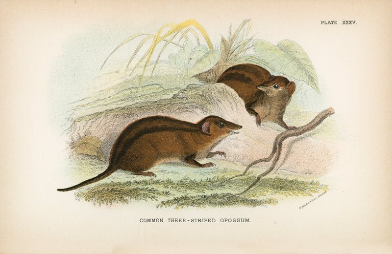 Common Three-Striped Opossum by English School