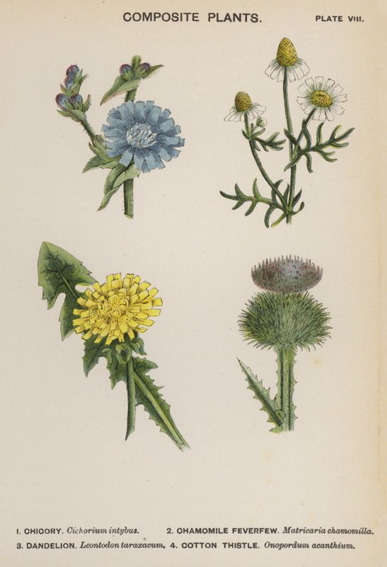 Composite Plants by English School