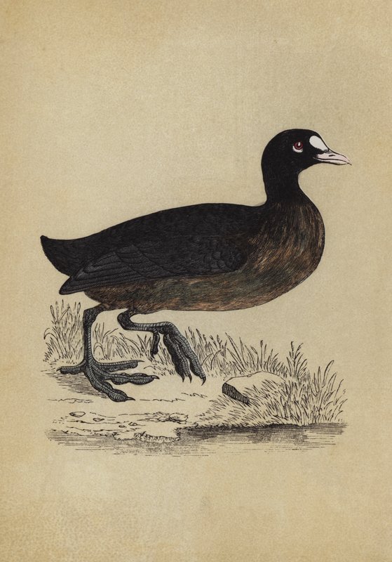 Coot by English School
